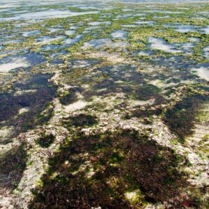 Rocky Beach Soil