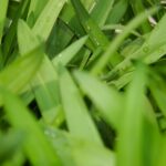 Large Green Leaves Texture