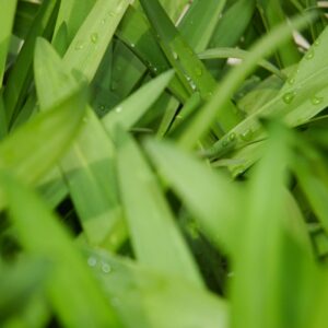 Large Green Leaves Texture