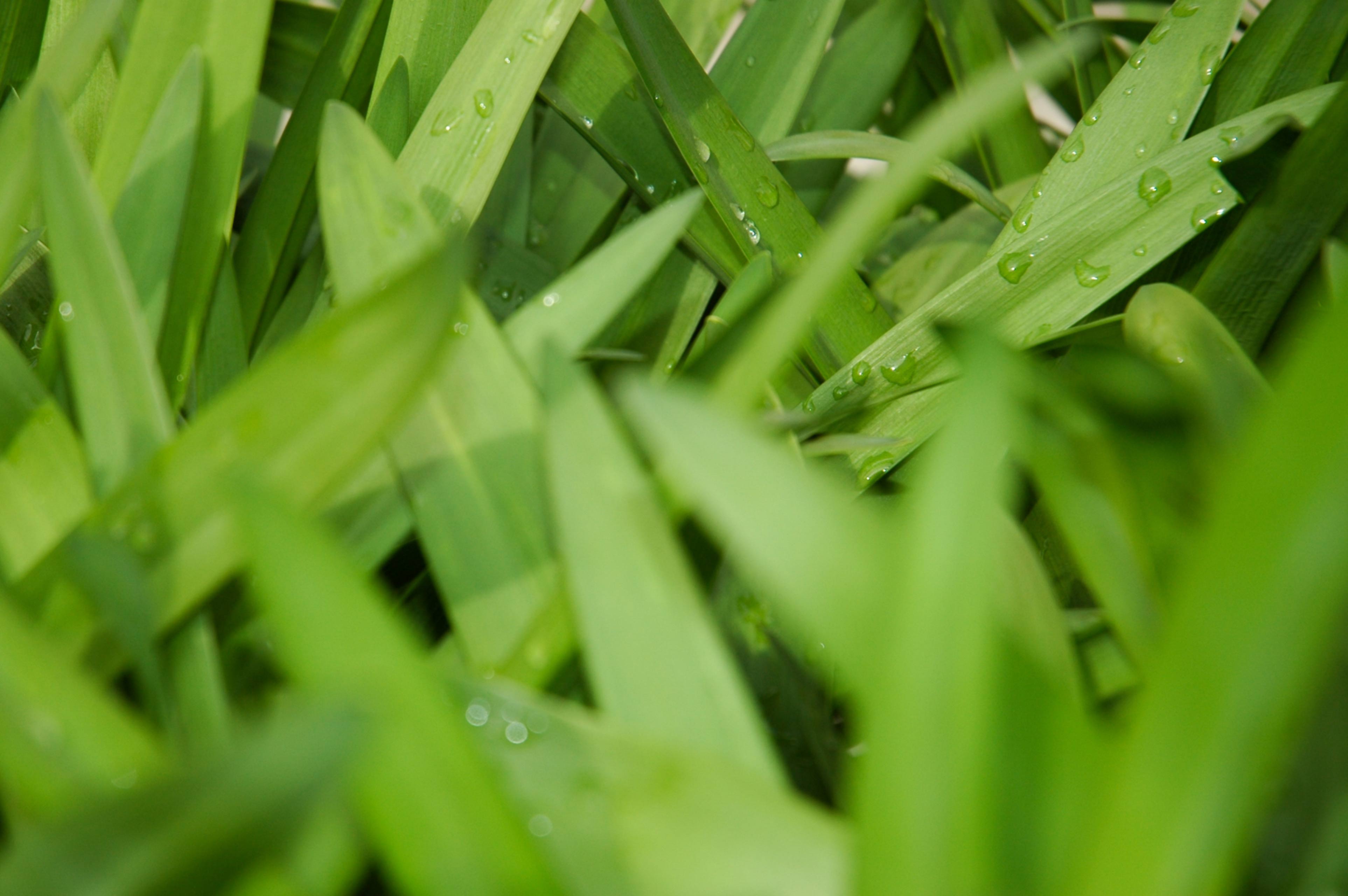 Large Green Leaves Texture
