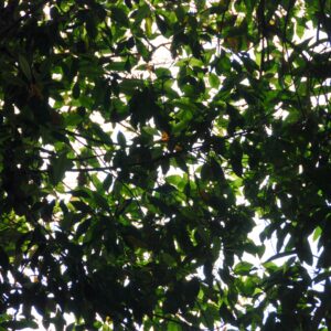 Tropical Bushes
