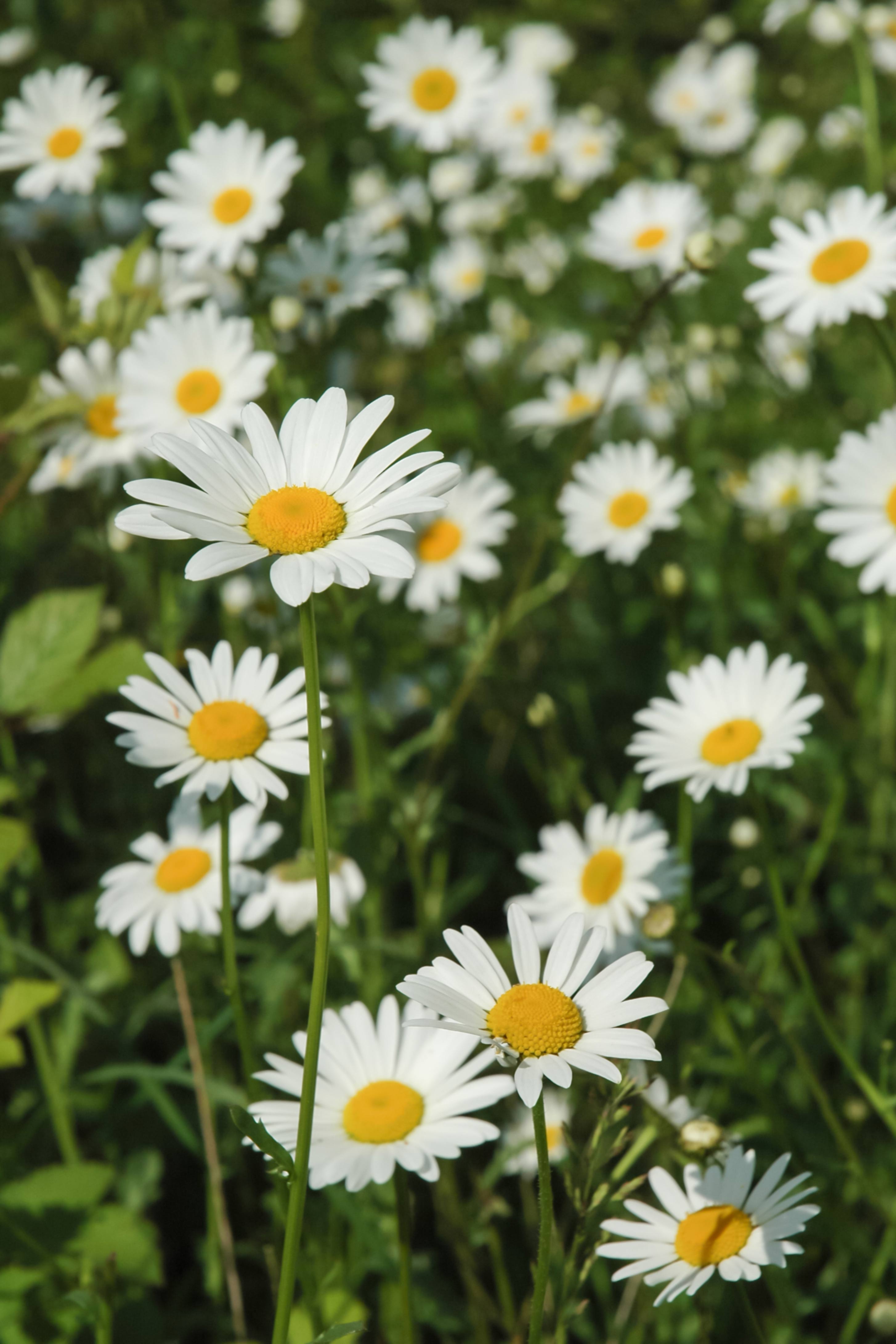Field of Daisies Close-up