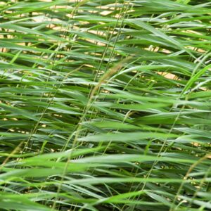 Wheat Plant Leaves in the Wind