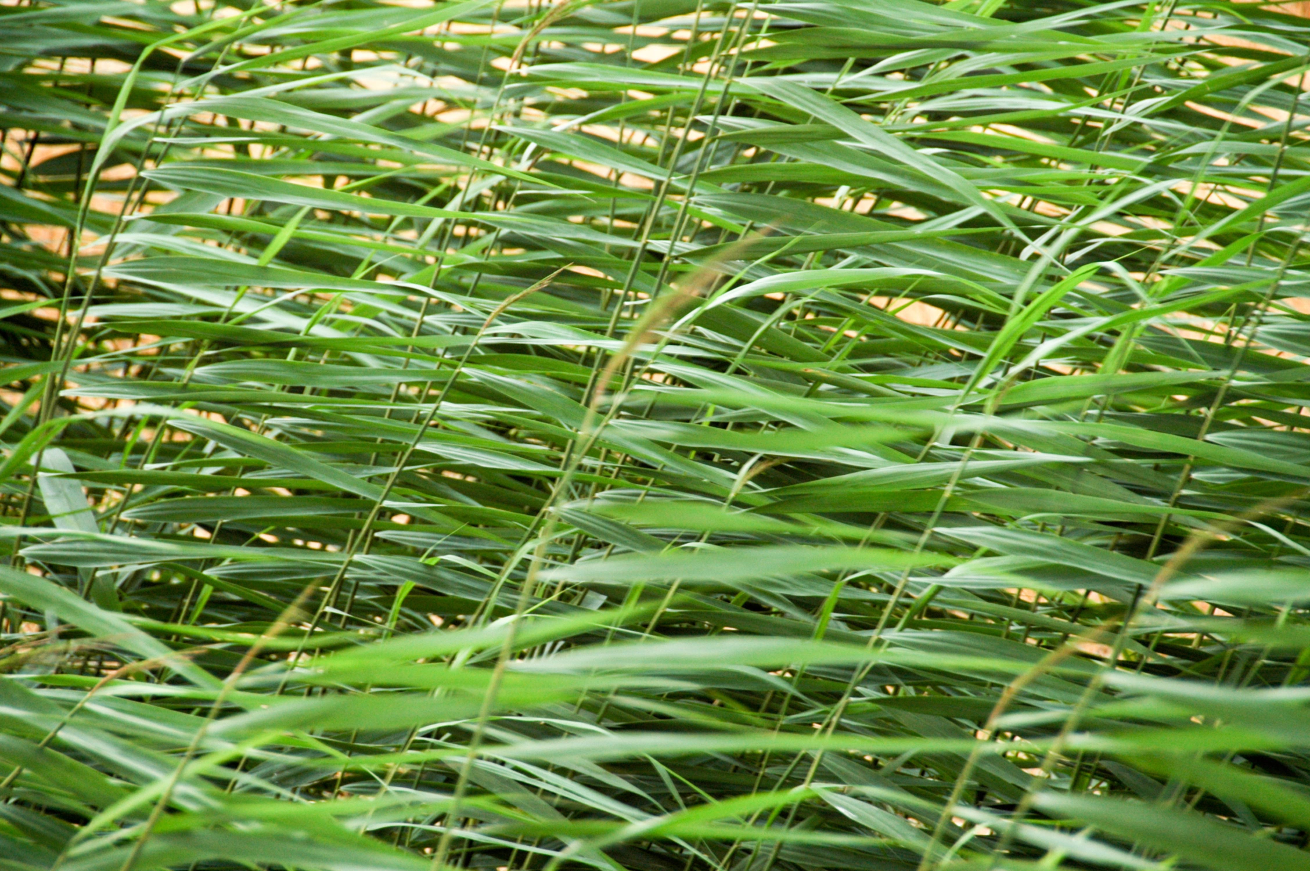 Wheat Plant Leaves in the Wind