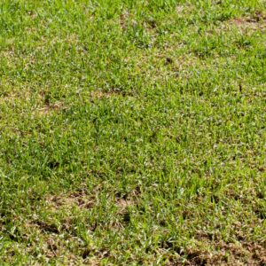Strong Large Grass