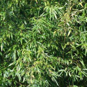 Bamboo Leaves