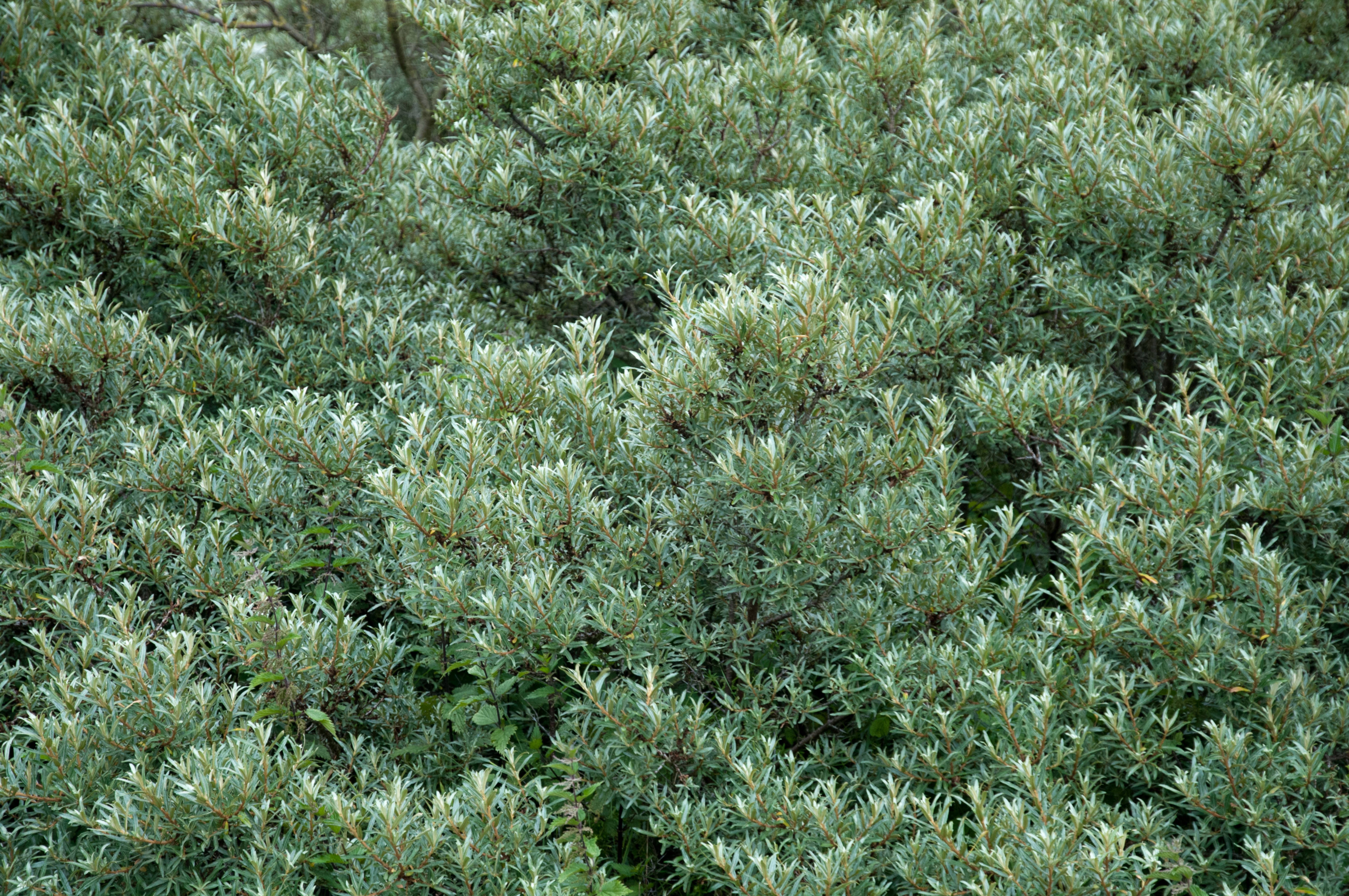 Dune Bushes