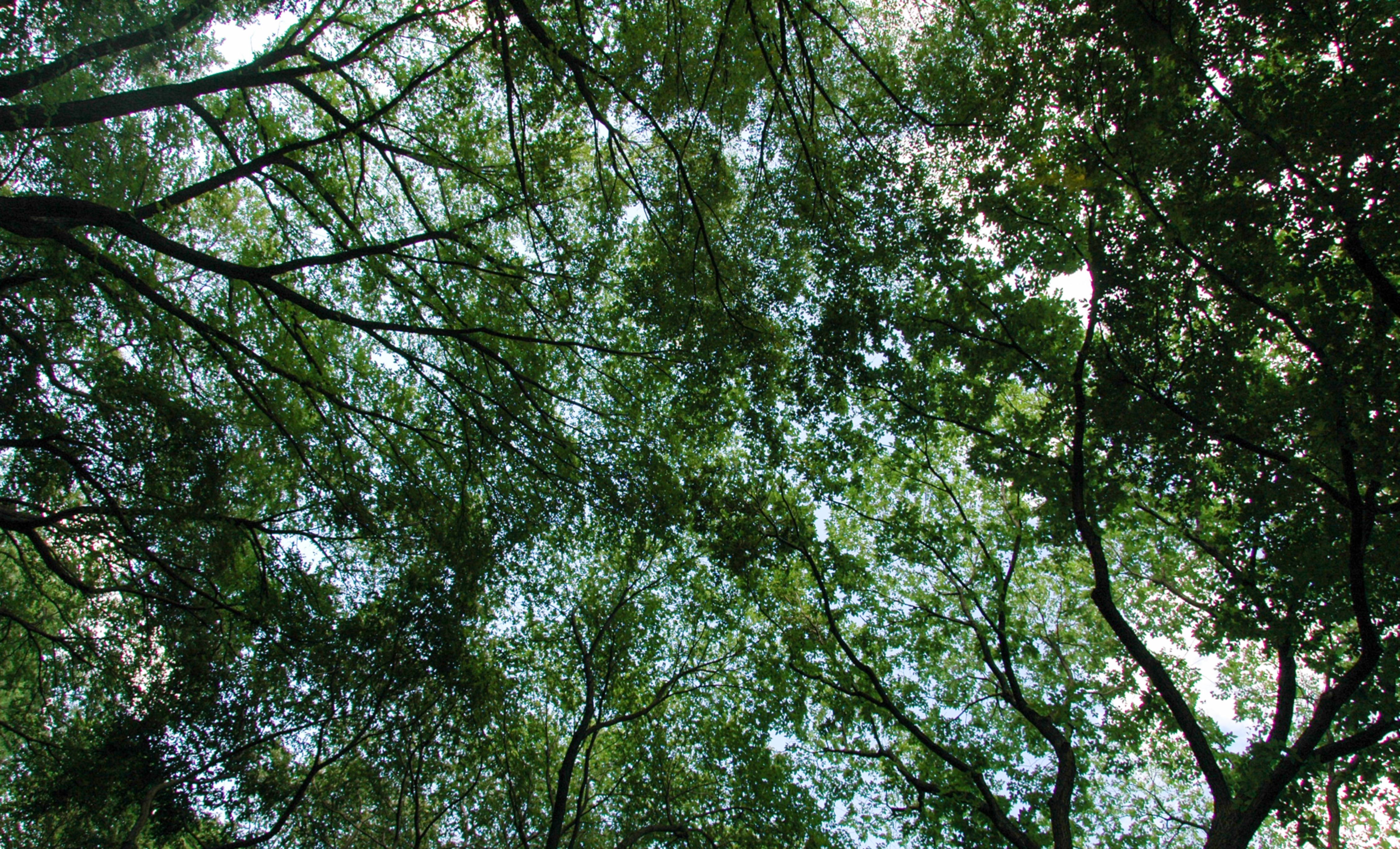 Tree tops background