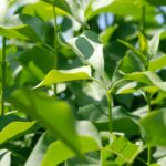 Green Texture Photo with Sunlit Leaves