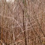 Bush Branches Pattern