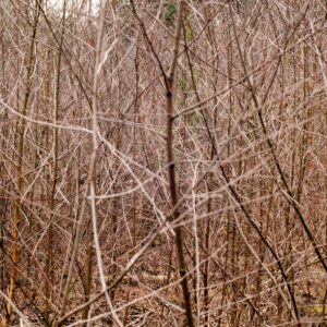 Bush Branches Pattern