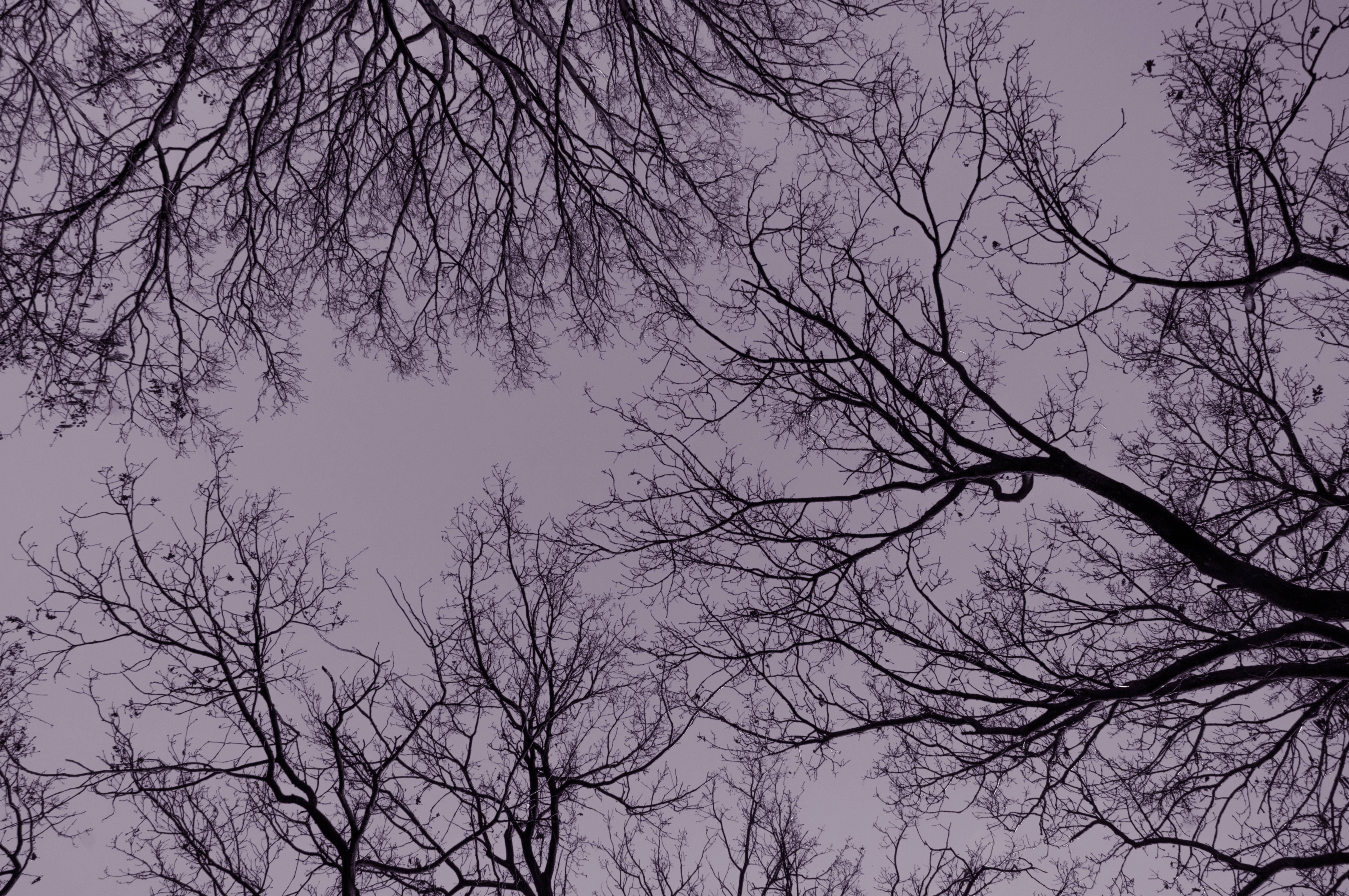 Treetop branches in the winter background