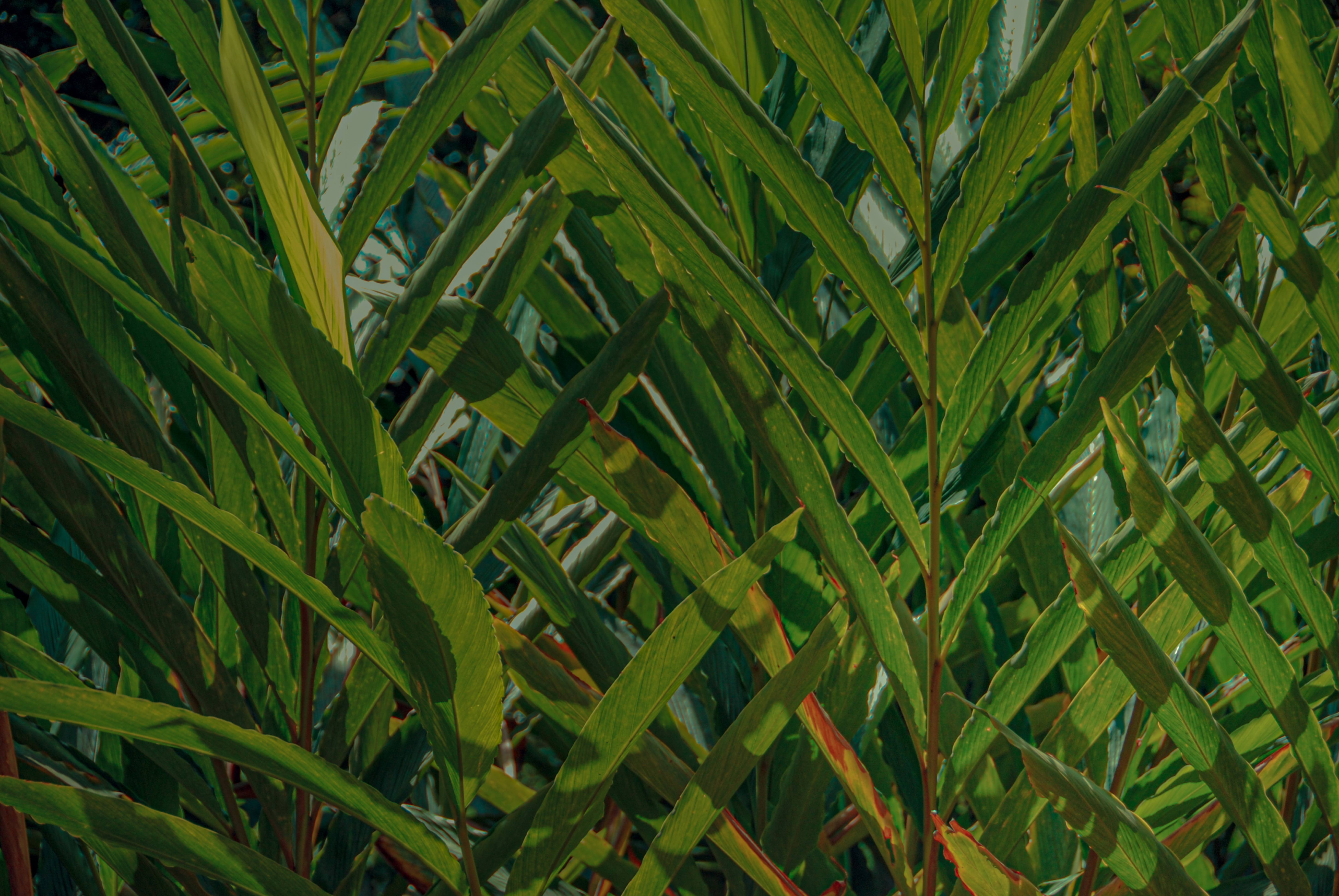 Tropical jungle leaves background