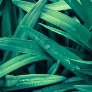 Wet Green Leaves