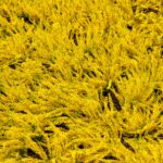 Yellow lavender wavy background photo