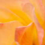 Yellow pink flower soft tones rose leaves