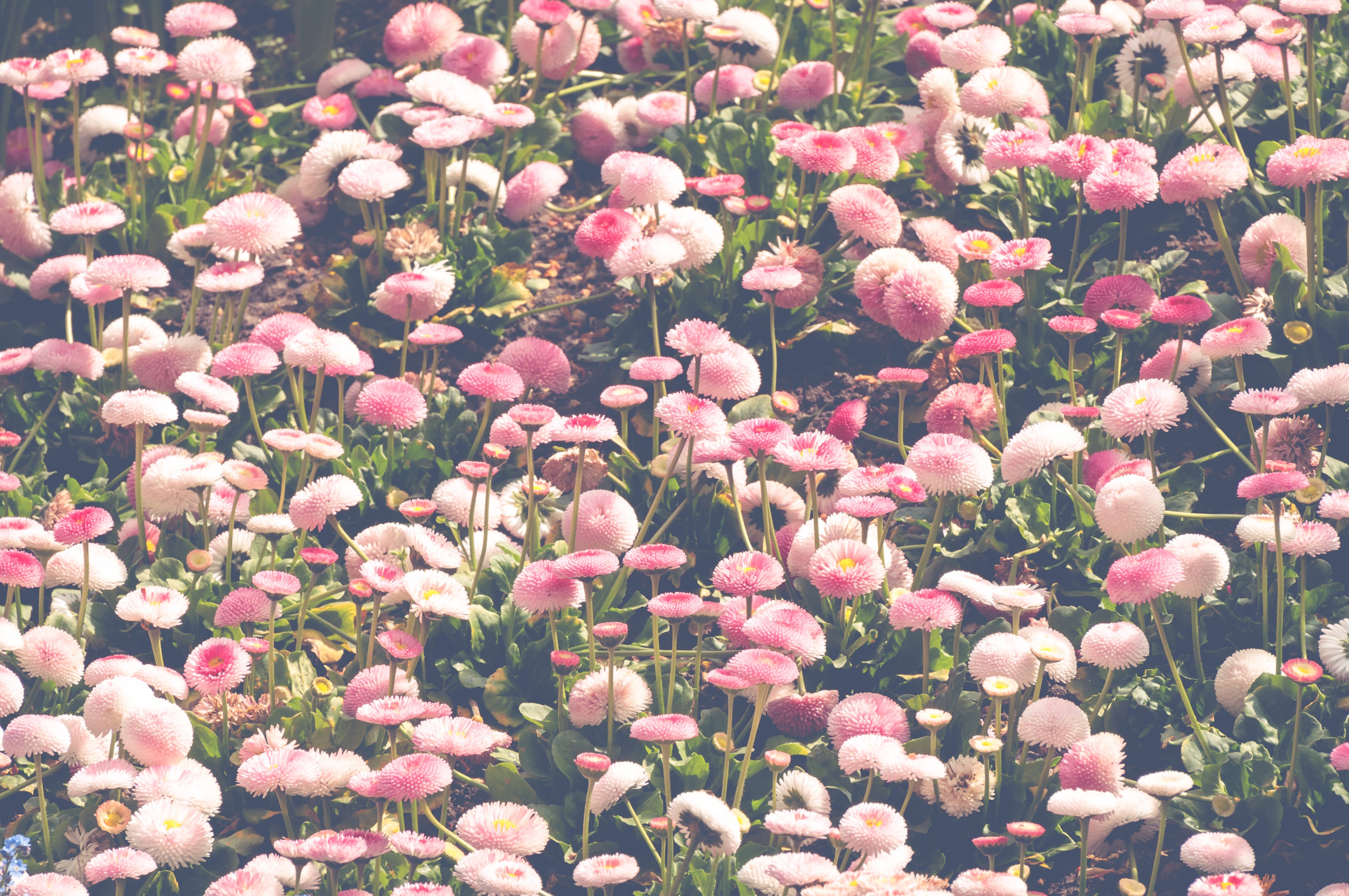 English daisies pink flowers background photo