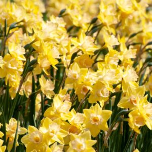 Golden daffodils flowers  background