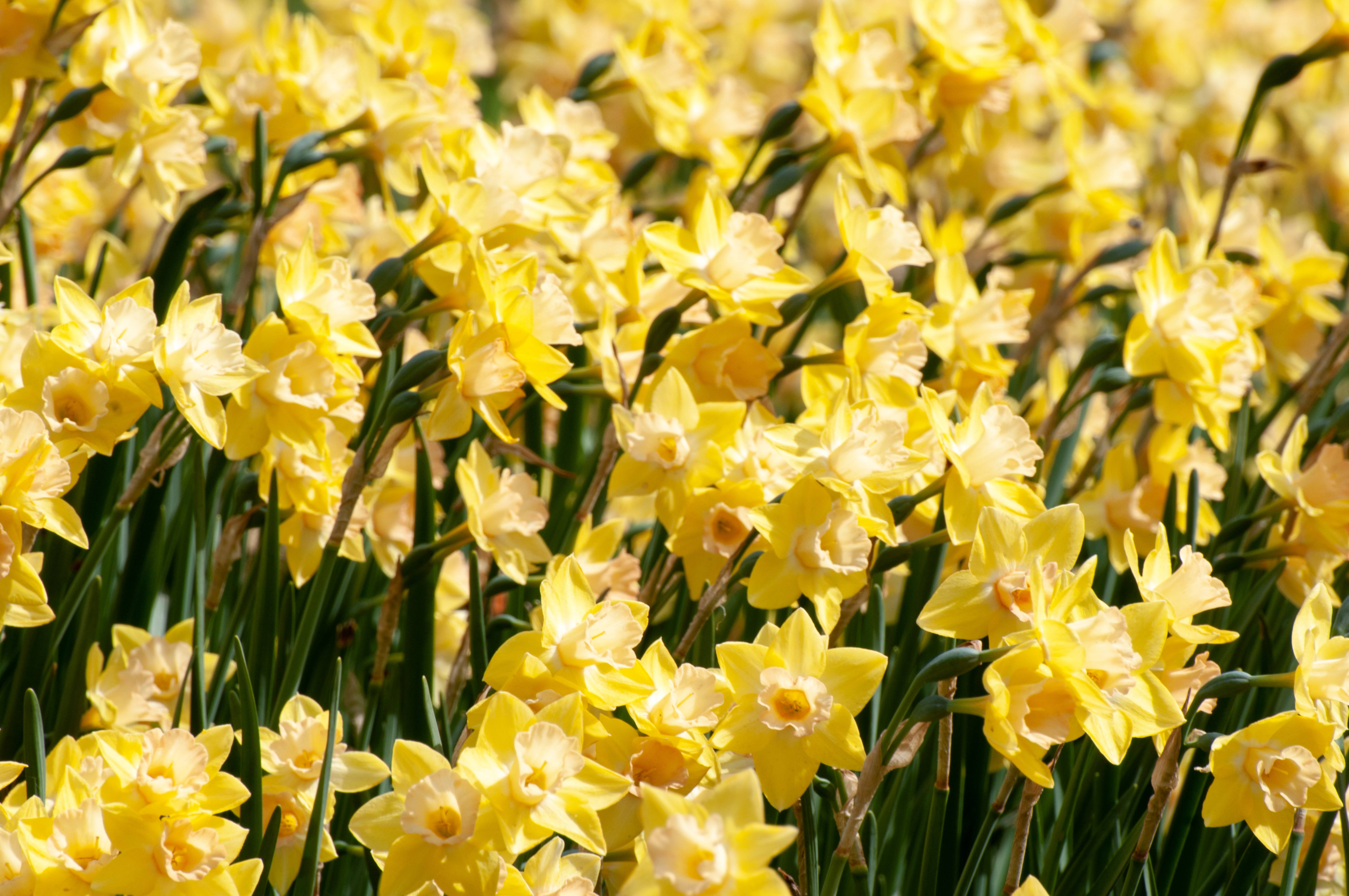 Golden daffodils flowers background