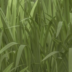 Pond plant leaves subtle green background Typhaceae