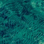 Fern bush background in the dark