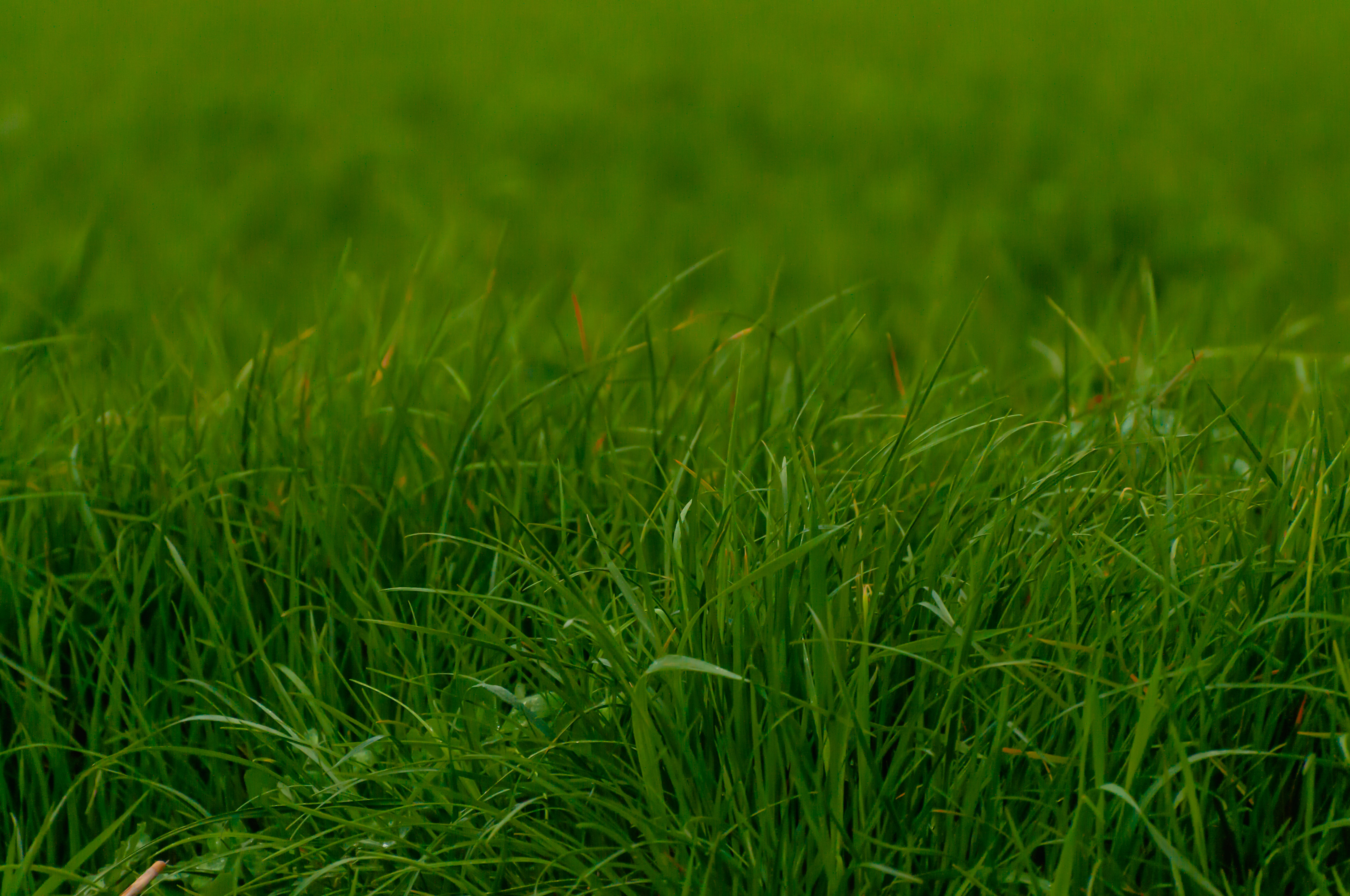 Grass gradient green background