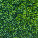 Leafy green background