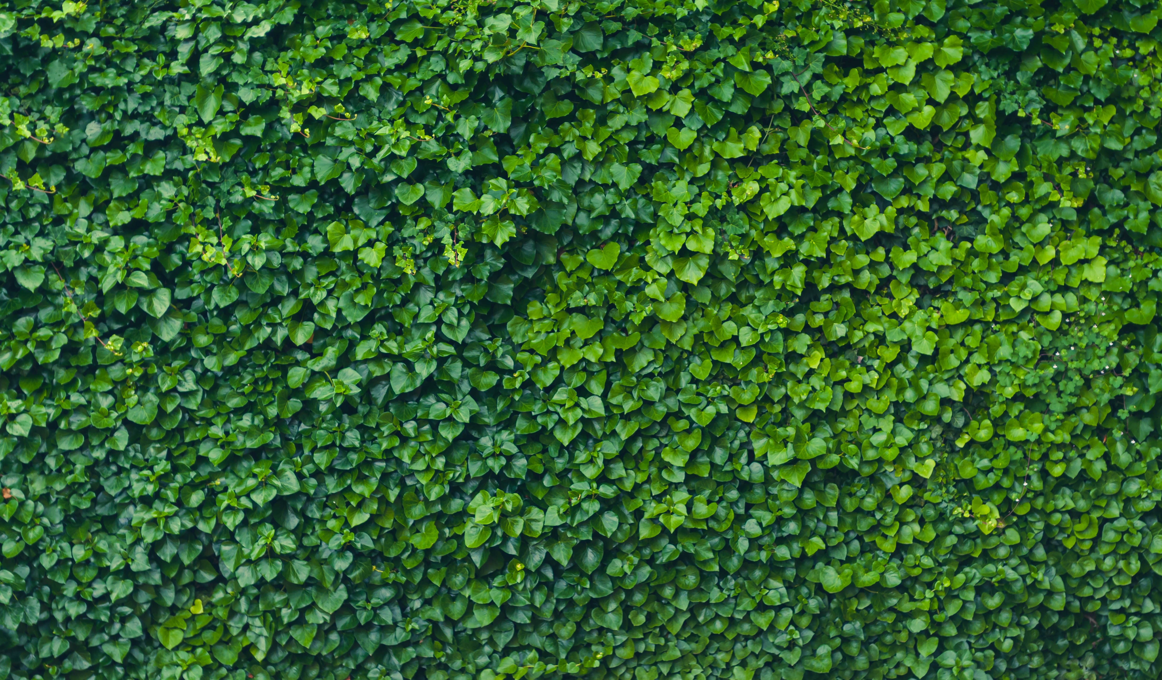 Leafy green background