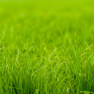 Soft focus green grass edge background