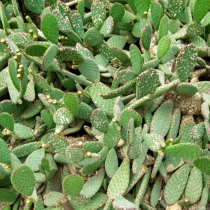 Opuntia Rufida decorative cactus plants background