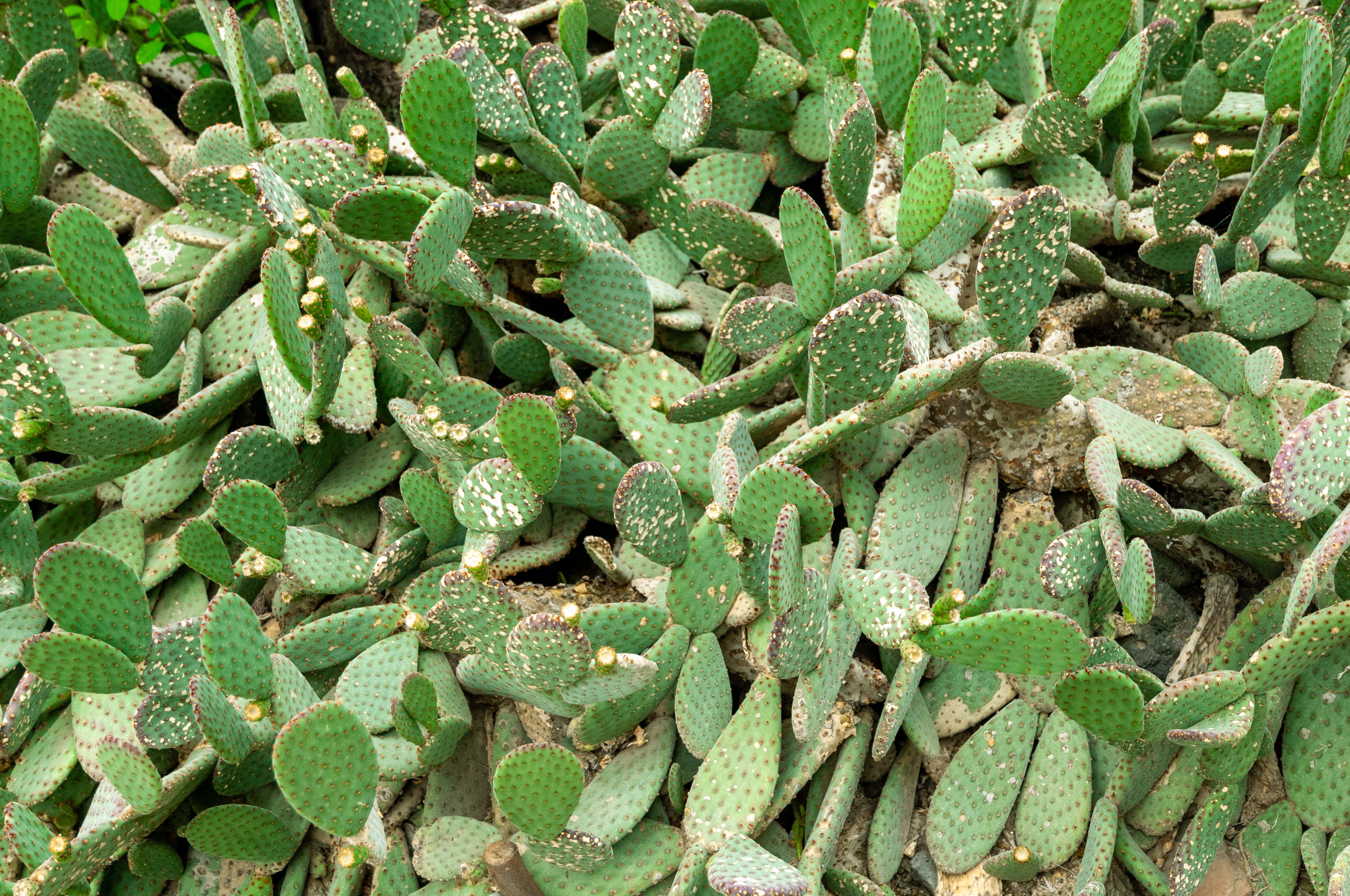 Decoratice cactus plants background