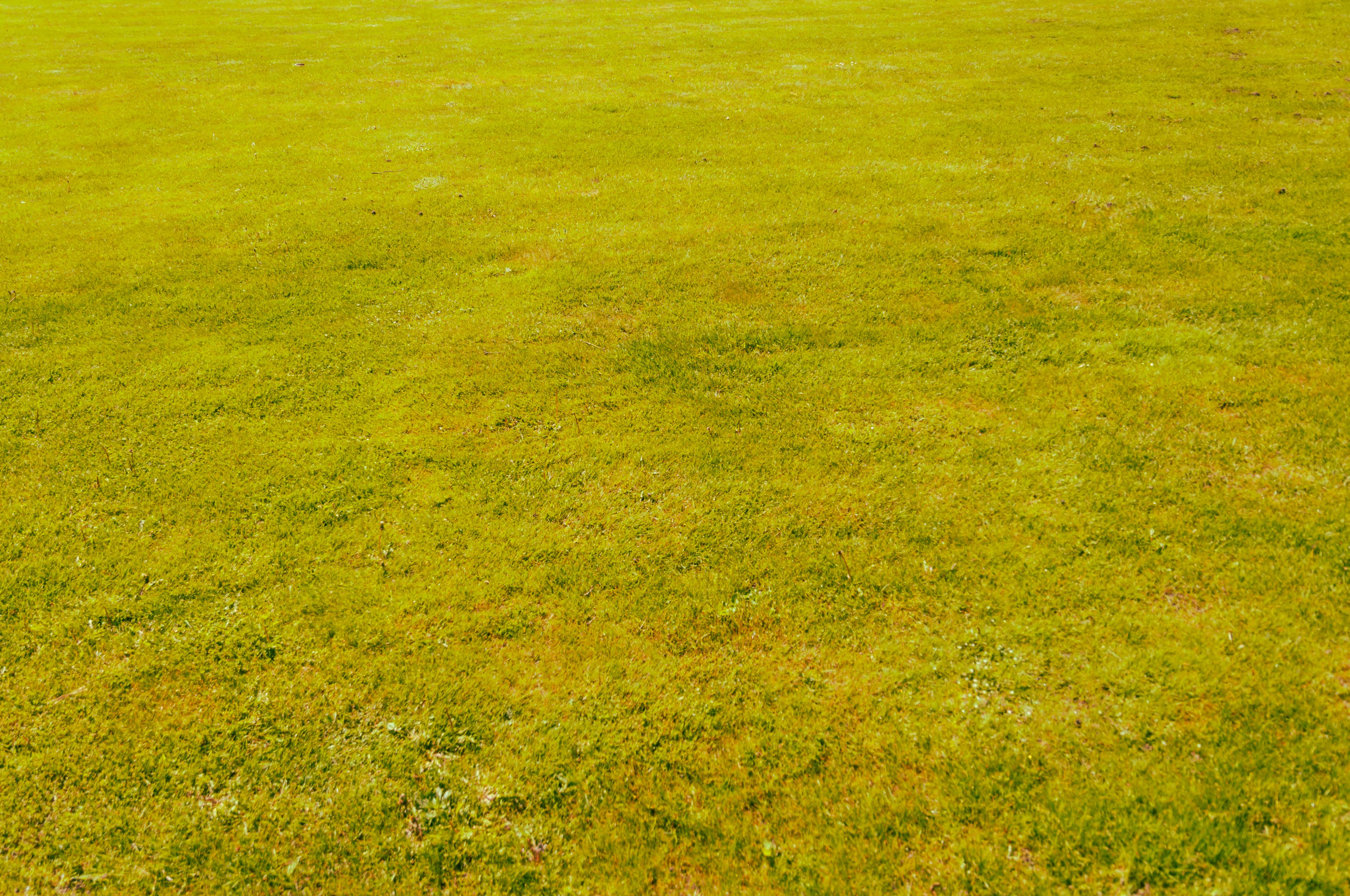 Green grass texture warm background