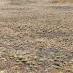Heathland low vegetation ground texture