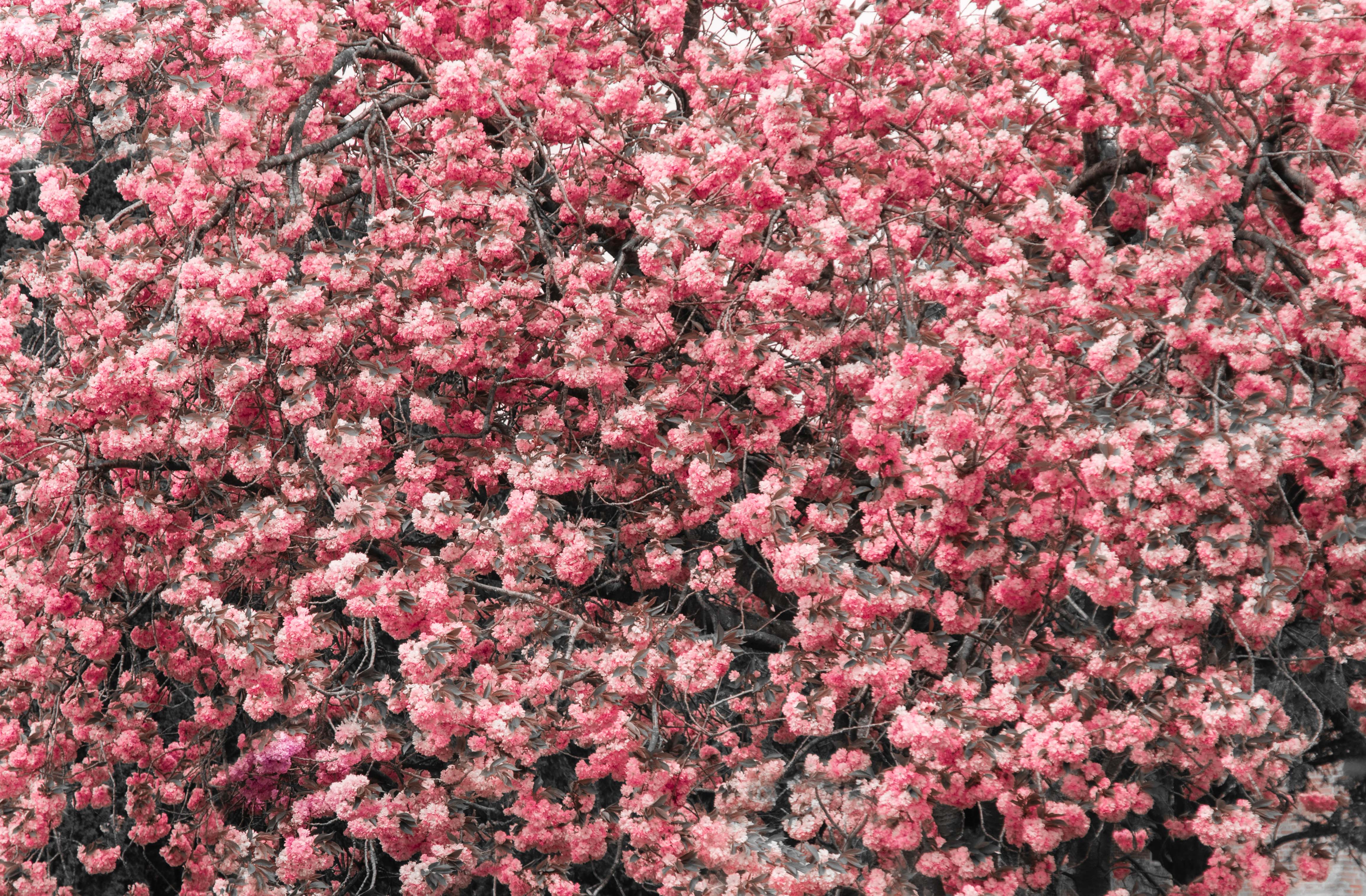 Magnolia tree full screen blossoms duotone