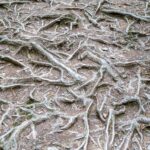 Tree roots path texture background