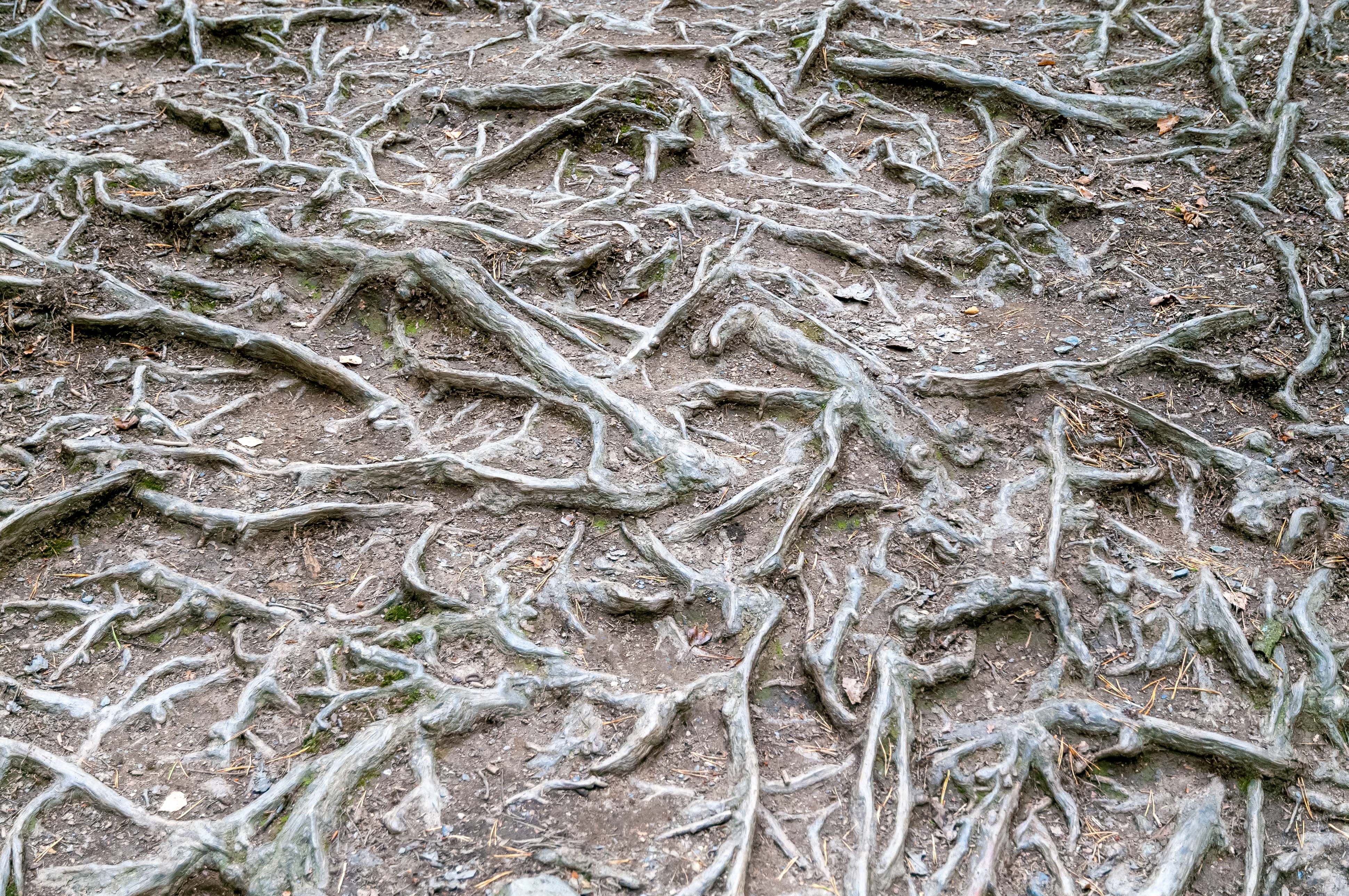 Tree roots path texture background