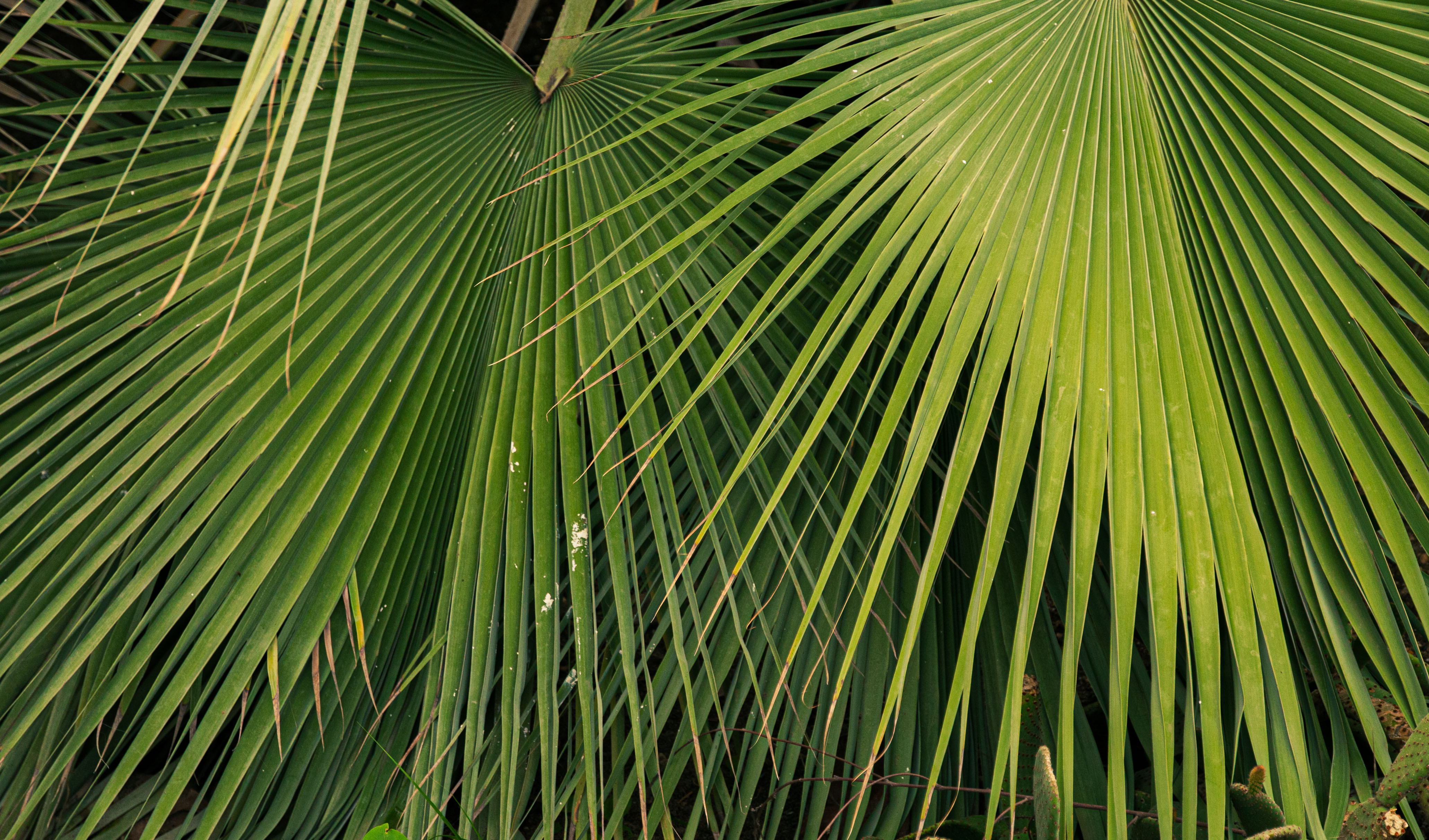 Tropical leaves jungle background
