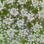 Hogweed flowers plant pattern photo