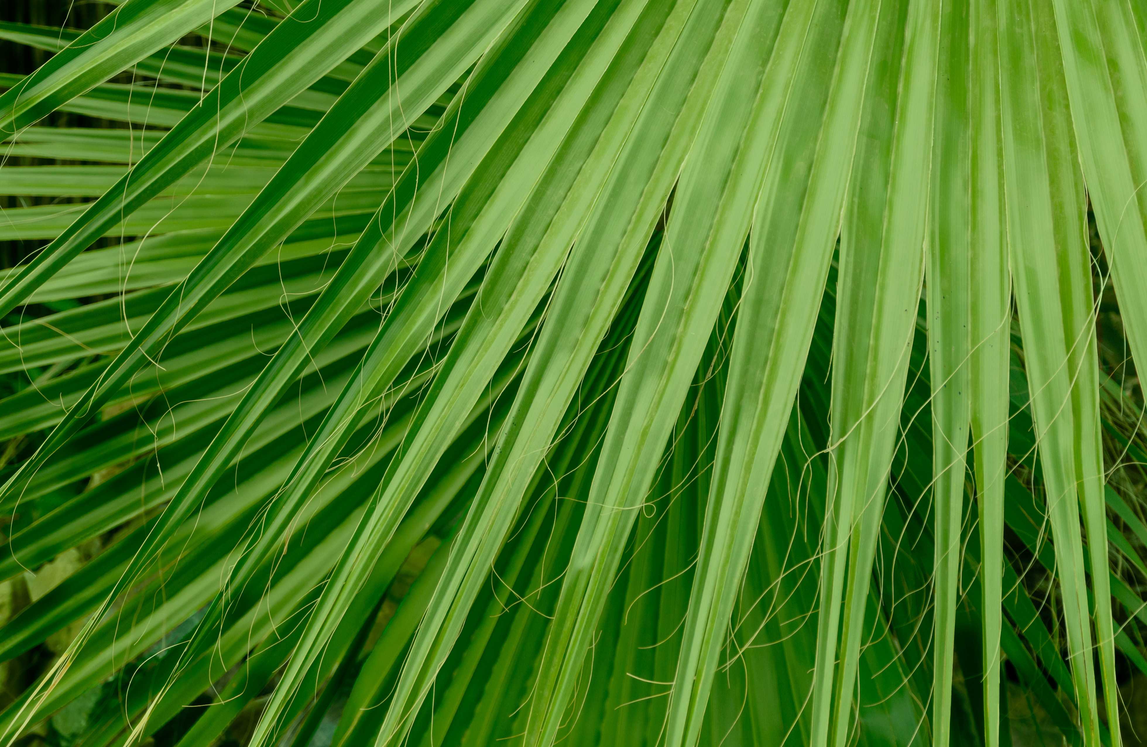 Palm tropical plant leaf photo background