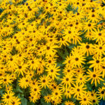 Rudbeckia flowerbed full background flower