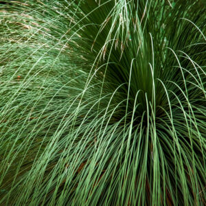 Large desert grass plant