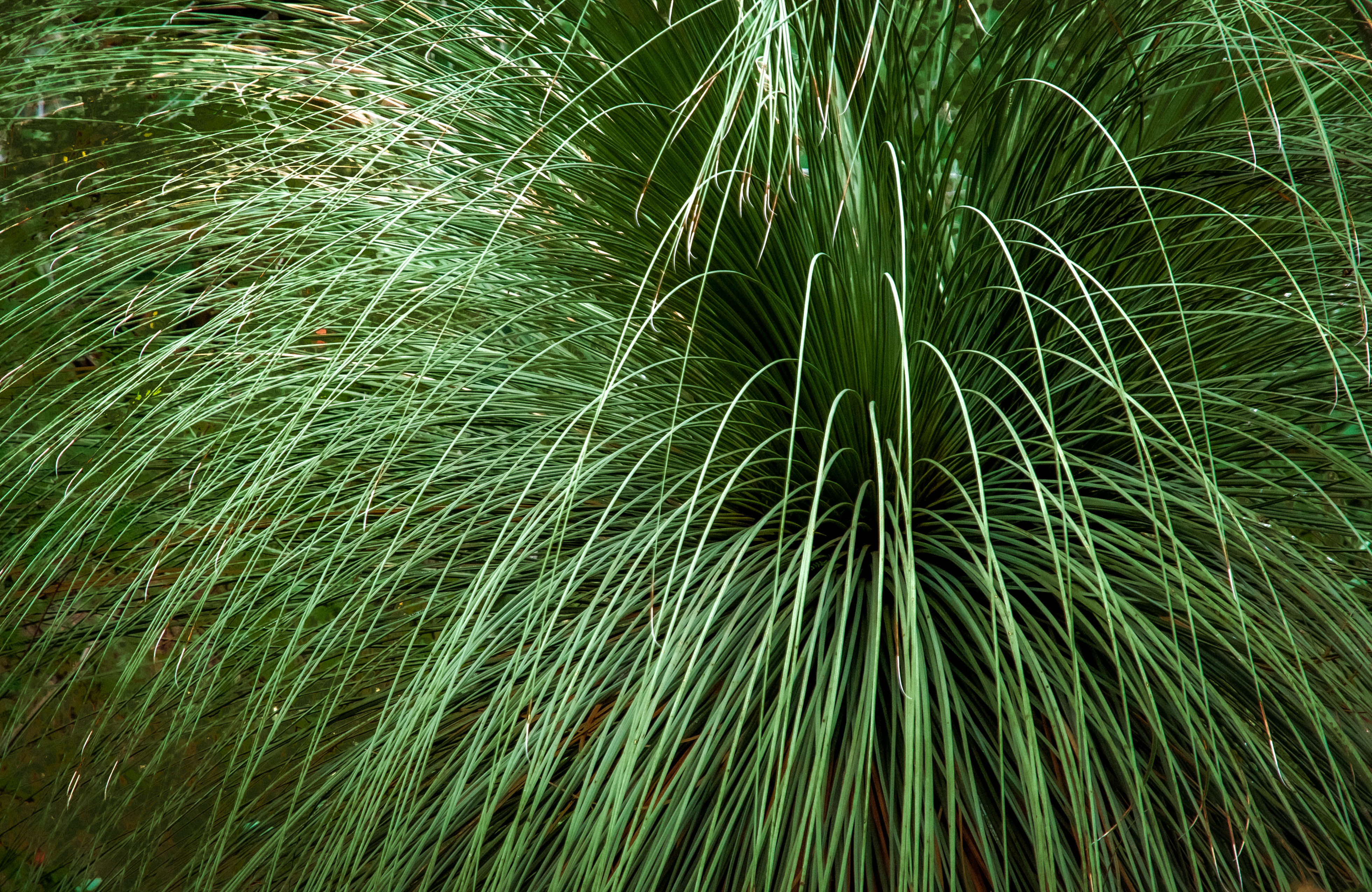 large desert grass plant free pattern images