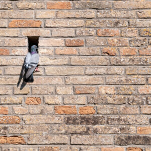 Ancient stone wall with pigeon in a hole