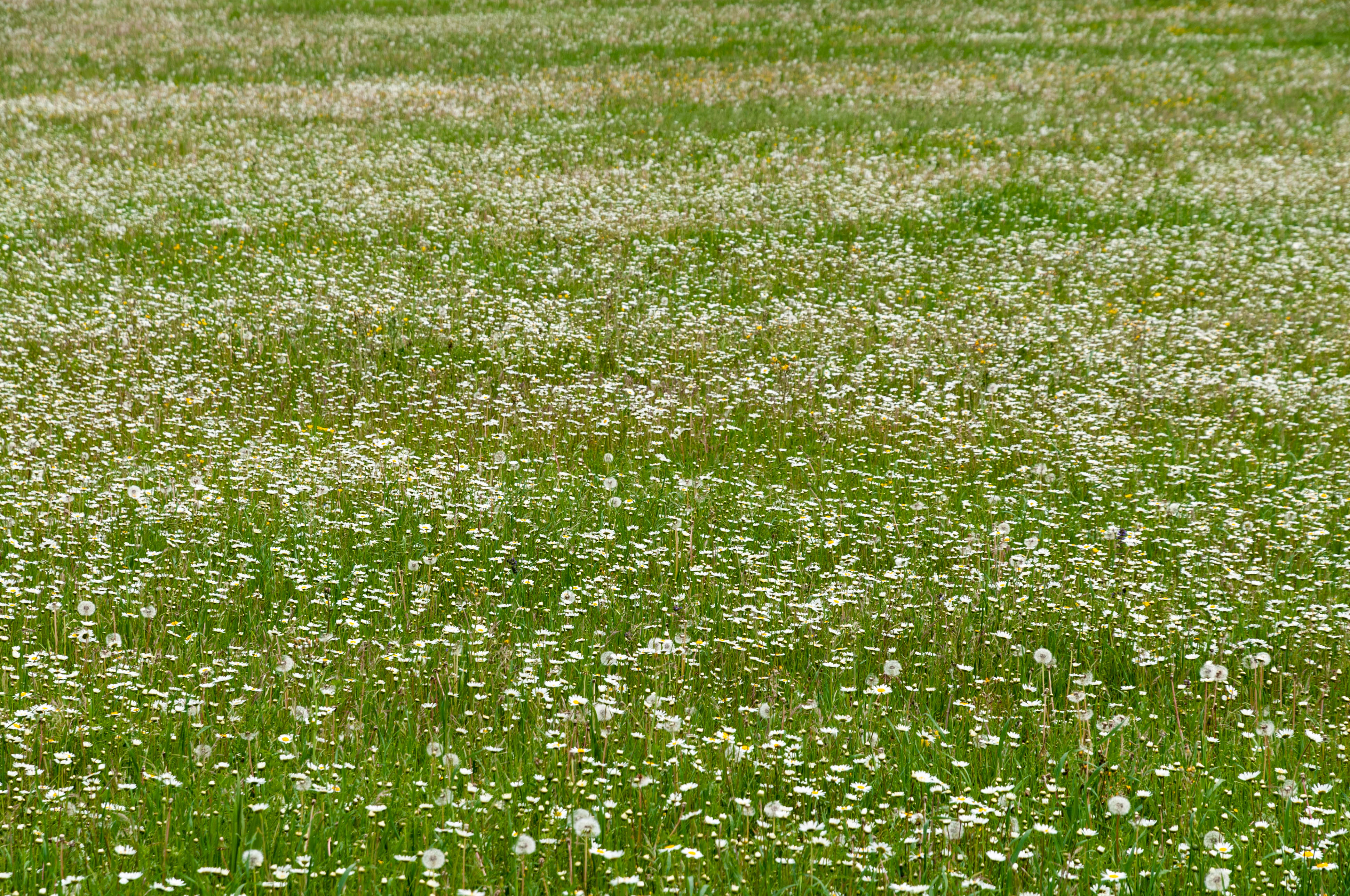 Chamomile field flowers spring daisy on meadow summer background