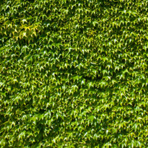 Green wall climbing plants growing on houses