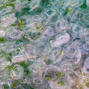 Packed jellyfish filled ocean background
