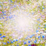 Spring flower field bokeh blur out of focus background with space in the middle