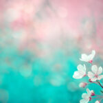 Cherry blossom flowers pink turquoise background wall art