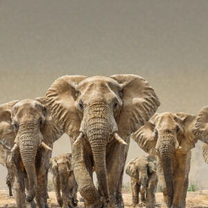 African elephants repetition golden background