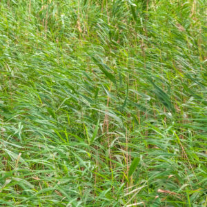 Full-screen green reeds along the water’s edge
